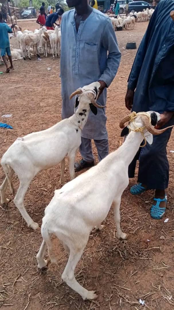 Sacrifice de moutons